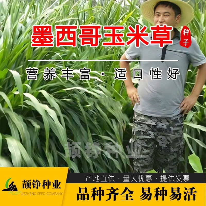 颉铮进口墨西哥玉米草种子籽牧草鱼草四季养殖再生多年生优12牛羊兔子 墨西哥玉米草5斤