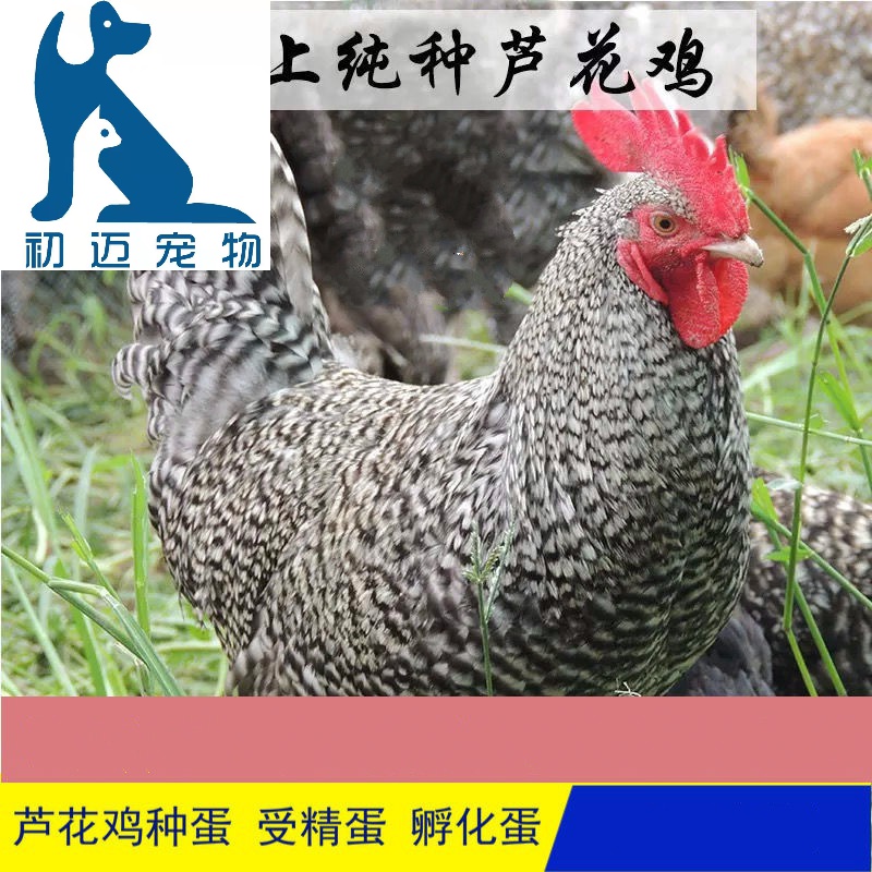 淼然阁芦花鸡种蛋受精蛋可孵化受精孵化蛋 10枚