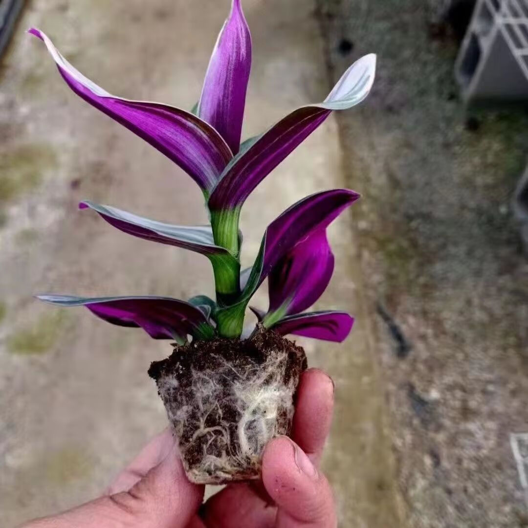 素蜜新款油画婚礼吊兰盆栽超好养观叶植物紫叶吊兰办公室绿植室内四季