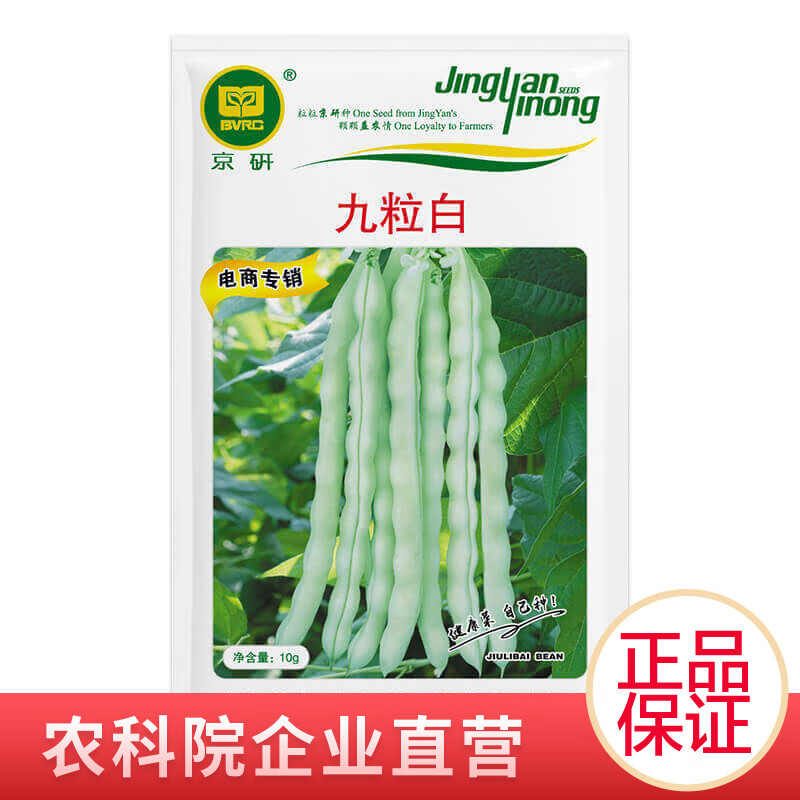 京研蔬菜种子油菜生菜菠菜黄瓜韭菜苦瓜大葱芹菜豆角丝瓜快菜 九粒白