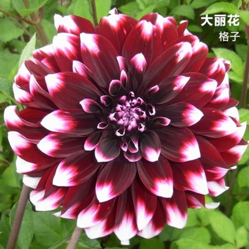 大丽花球根盆栽带花苗花大红苕花四季种球矮生大力花种球 大丽花格子