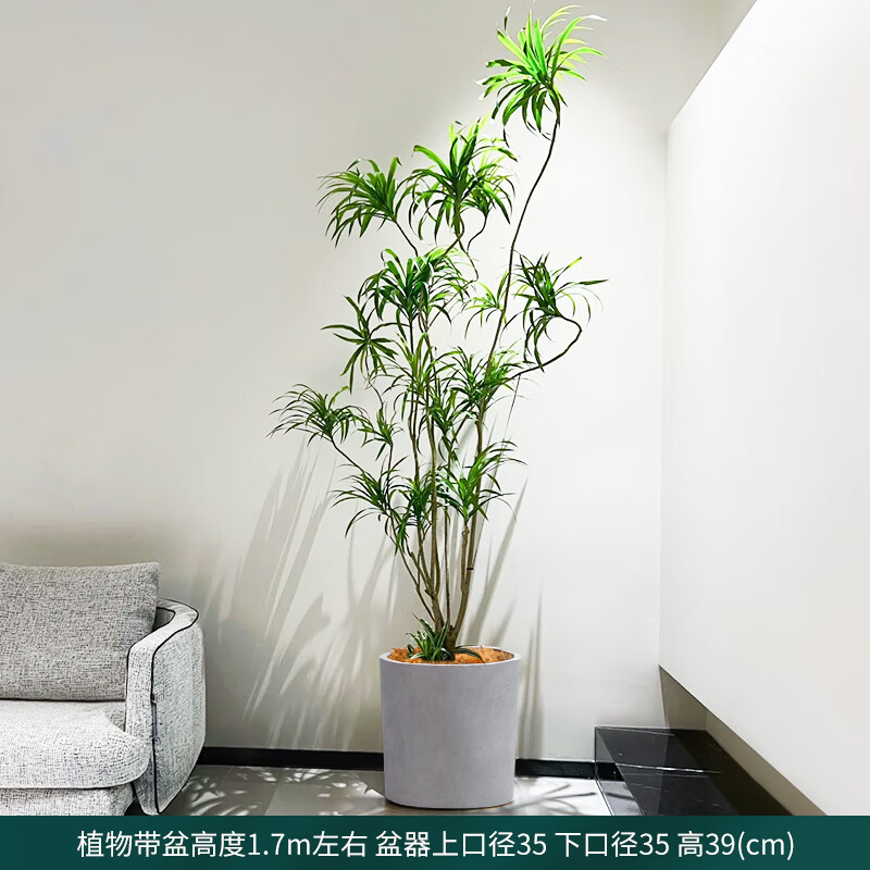 上门】金边百合竹盆栽室内客厅阳台大型植物落地开业送礼 【细叶】