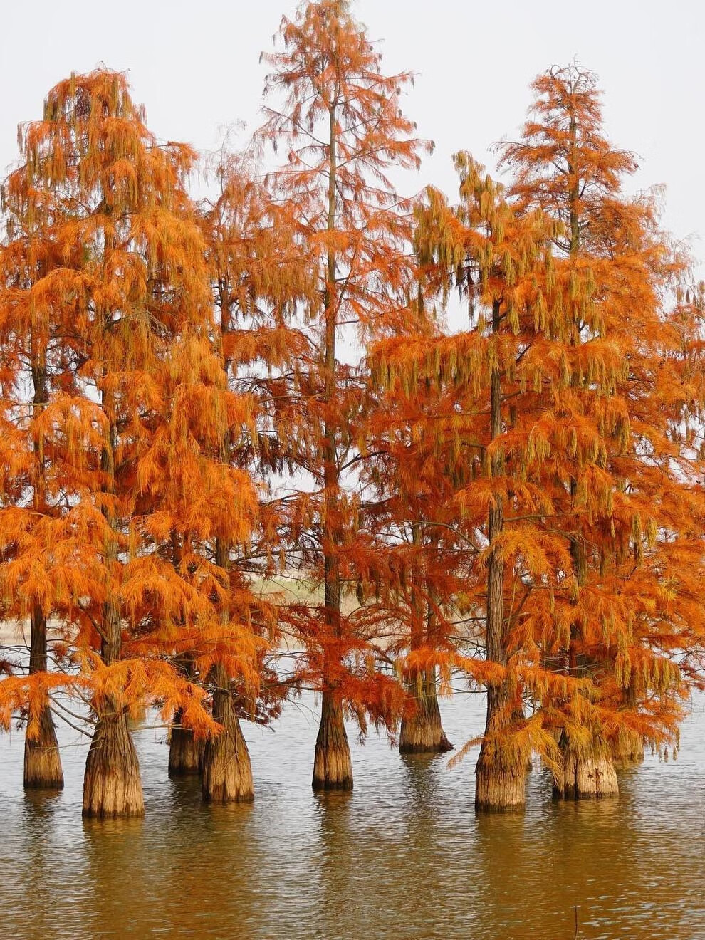 芗苒池杉种子绿化行道树种籽籽 池杉种子一斤