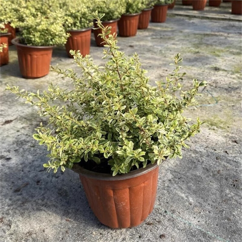 十家香小丑火棘盆栽火棘老桩耐寒耐热植物灌木彩叶花镜植物冬天变红