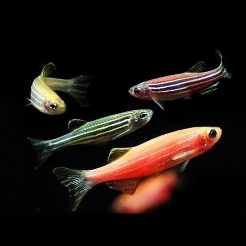 9易萌 观赏热带鱼活体胎生鱼月光鱼玛丽球鱼牡丹鱼下崽鱼 混色斑马鱼