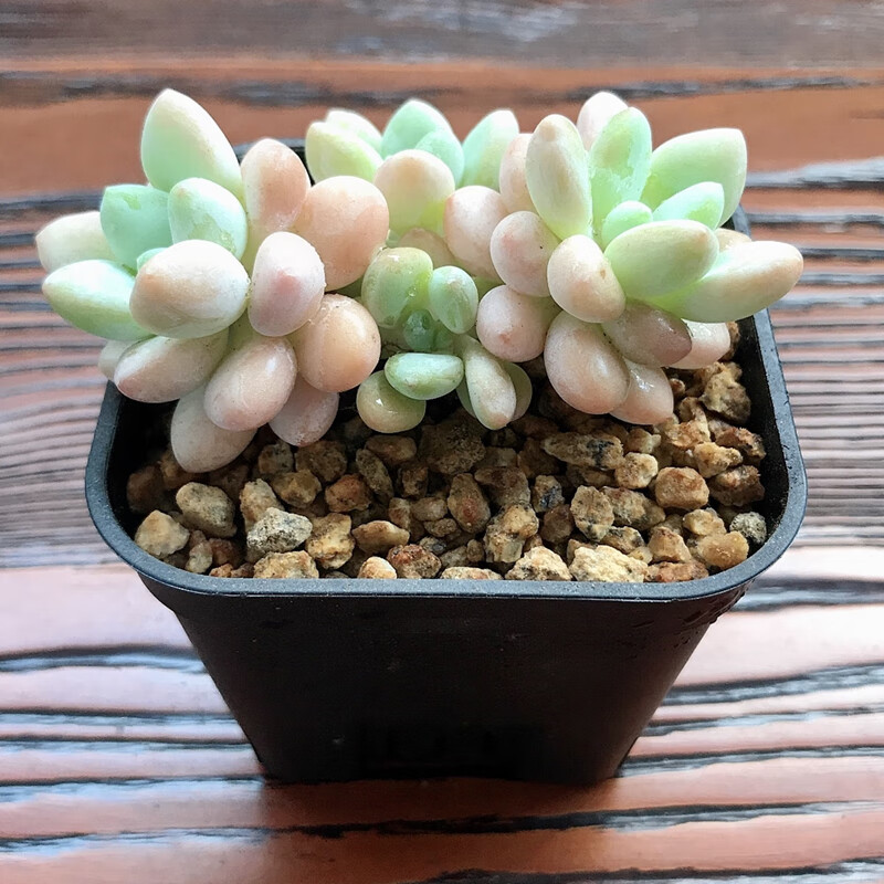 洛神多肉老桩群生多头含盆带土贵货稀有品种组合盆栽 洛神三头4-5厘米