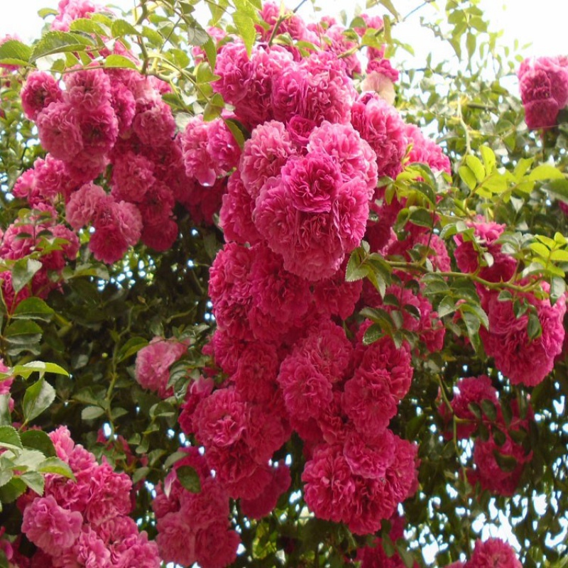 蔷薇花苗 爬墙植物 花 植物 花卉 室外植物 花卉 四季花卉盆栽 5年