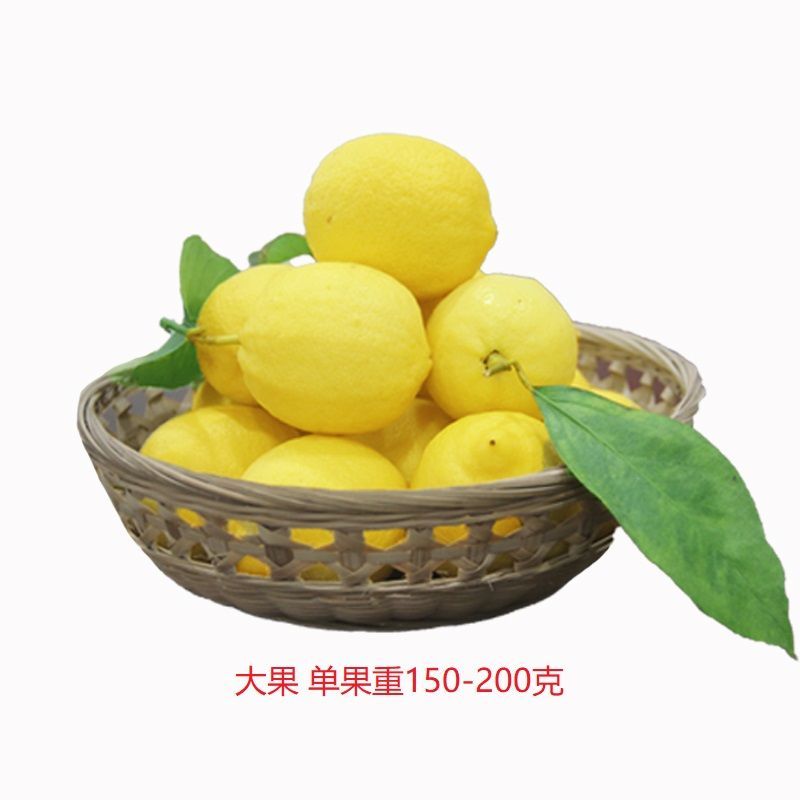7【精选级水果】四川安岳黄柠檬新鲜柠檬多规格批发柠檬泡水 大果2斤装