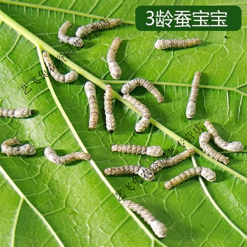 当天发货】蚕宝宝1龄5龄巨型蚕宝宝学生养蚕套装科学活物白色 3龄50条