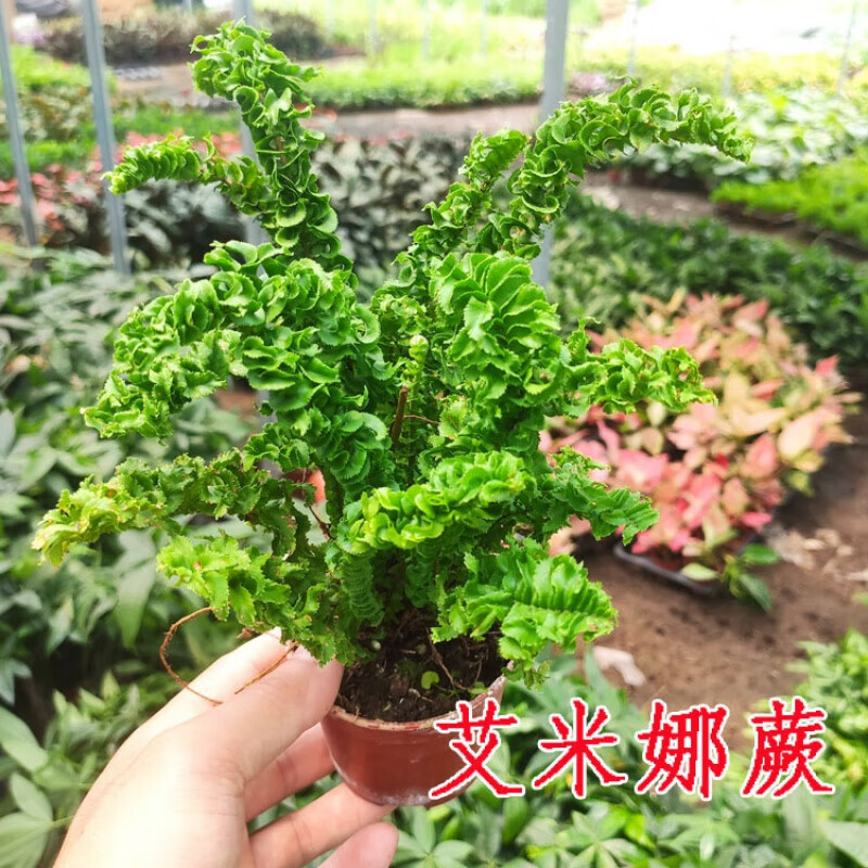 盆栽小植物 鐵線蕨 富貴蕨 波斯頓蕨 鳥巢蕨 觀葉花卉綠植物盆栽 (小盆艾米娜蕨) 不含盆