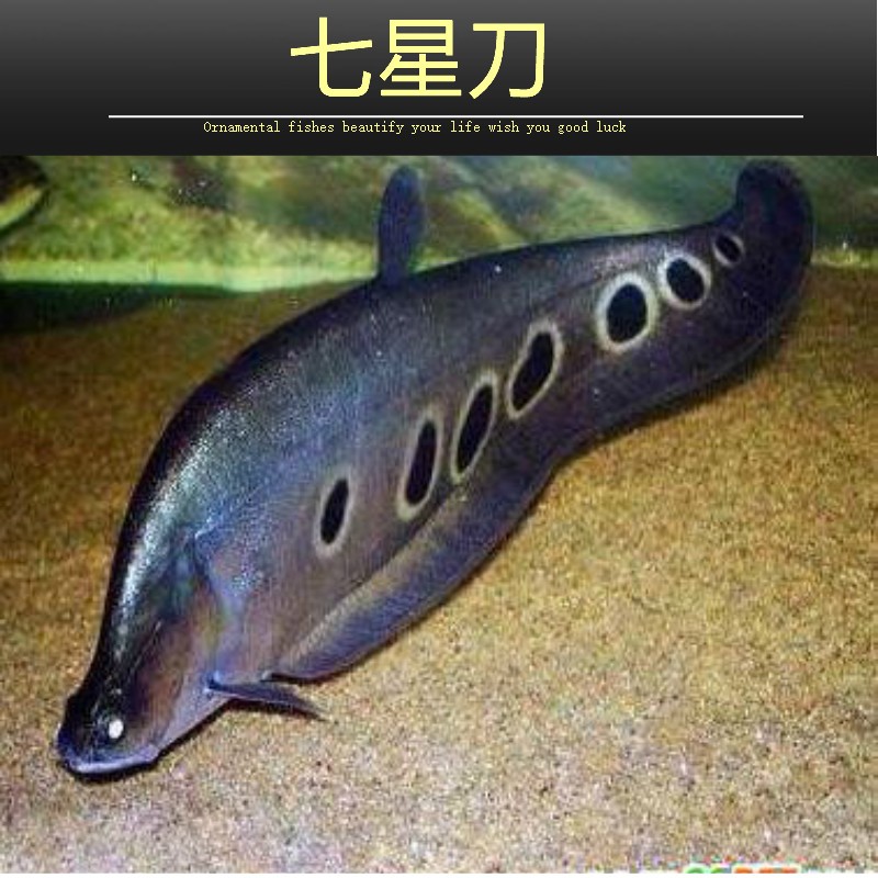 乐淘逸宠七星刀鱼活体白化金刀东洋魔鬼刀大型热带观赏好养耐活 12