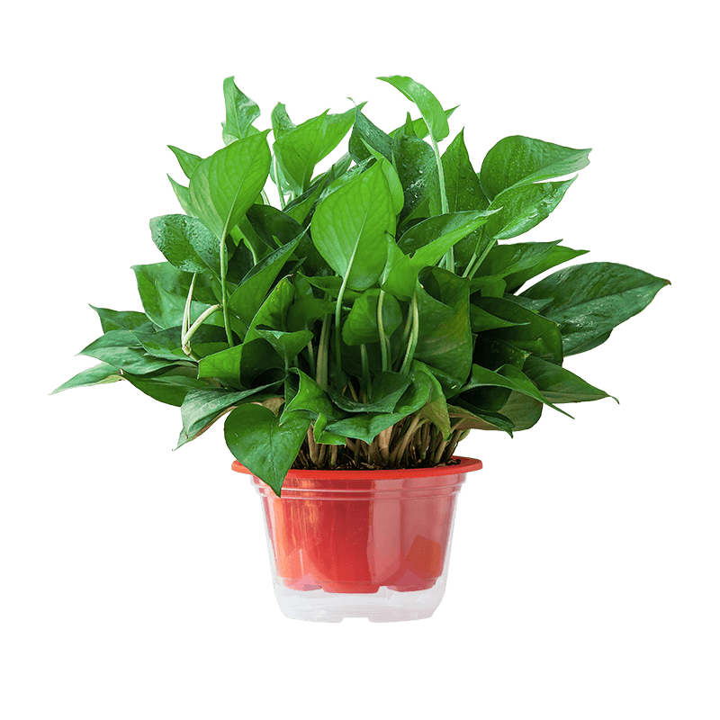 ��ǧ����������ֲ�ﻨ�ܾ���������ֲ���辰��ɫ��ˮ8��Դͷֱ��