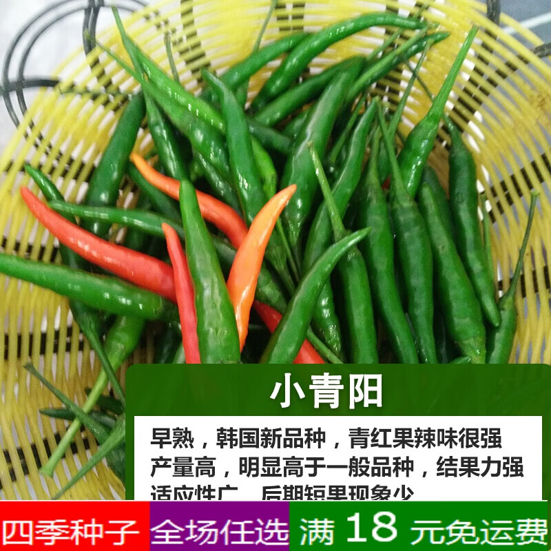小青阳辣椒种子朝天椒泡椒港椒薄皮米椒超长春季夏四季播蔬菜种籽 小