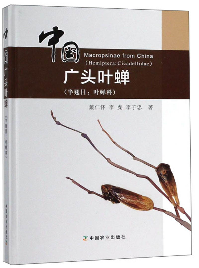 中国广头叶蝉(半翅目叶蝉科)