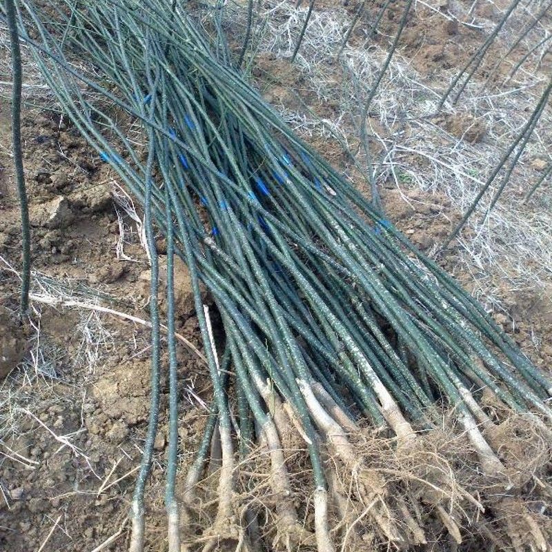 地艺 国槐树苗龙抓槐垂槐树雨伞树庭院绿化植物龙爪国槐苗槐垂枝槐