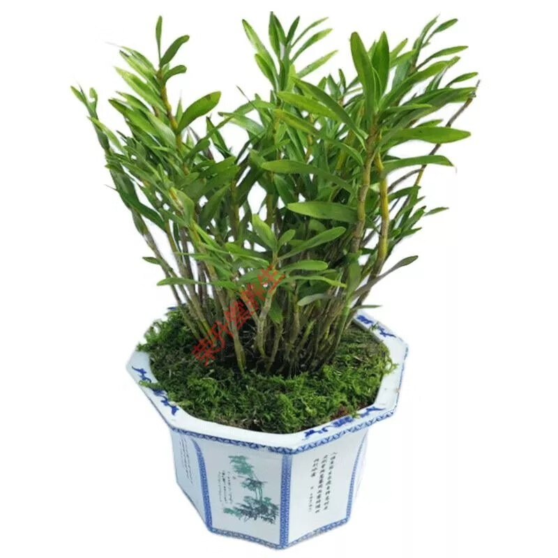 四川夹江叠鞘石斛盆栽非金钗石斛苗黄草黄橙铁皮石斛兰花苗 叠鞘石斛