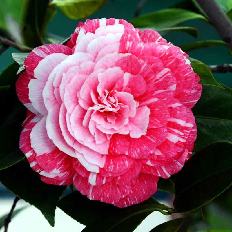 五宝茶花当年开花 不含盆