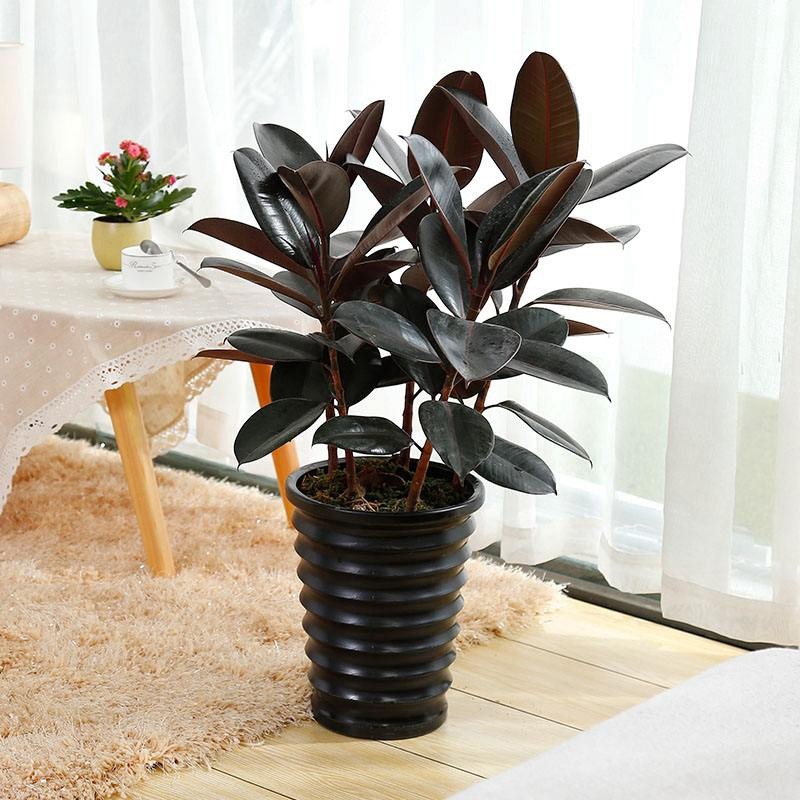 侬律 橡皮树盆栽 室内客厅阳台大型绿植盆栽黑金刚 公司前台办公室