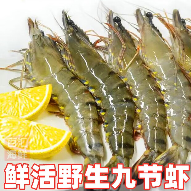 鲜活九节虾(只限广州配送不快递) 花虾斑节虾明虾基围虾家庭