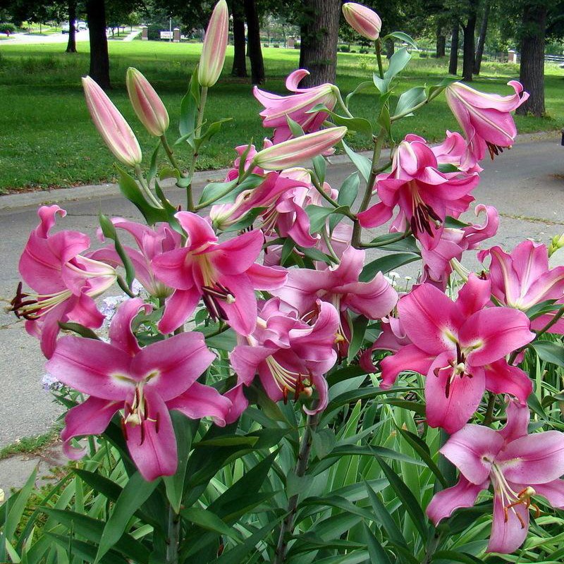 进口喇叭百合花球种子四季易种盆栽地栽多年生球根 罗宾娜3球18-20cm