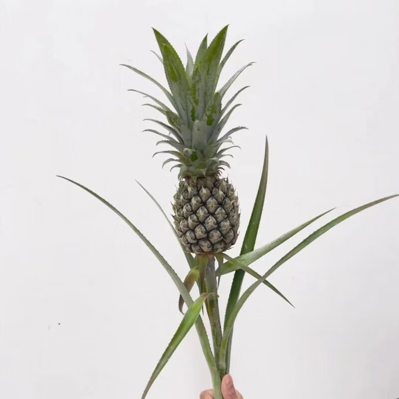 卉双水养水培小菠萝鲜花黑凤梨鲜切迷你可食用旺来果趣味植物绿植室内