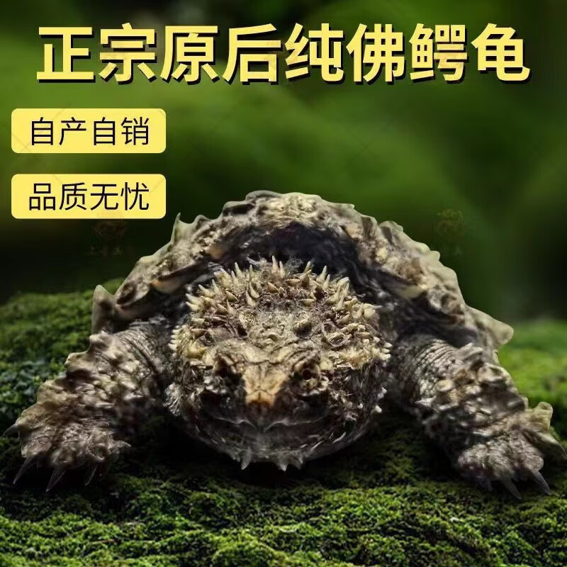 爆刺王佛鳄纯佛杂佛鳄苗宠物小鳄佛罗里达乌龟活物北美小鳄御聚源异宠