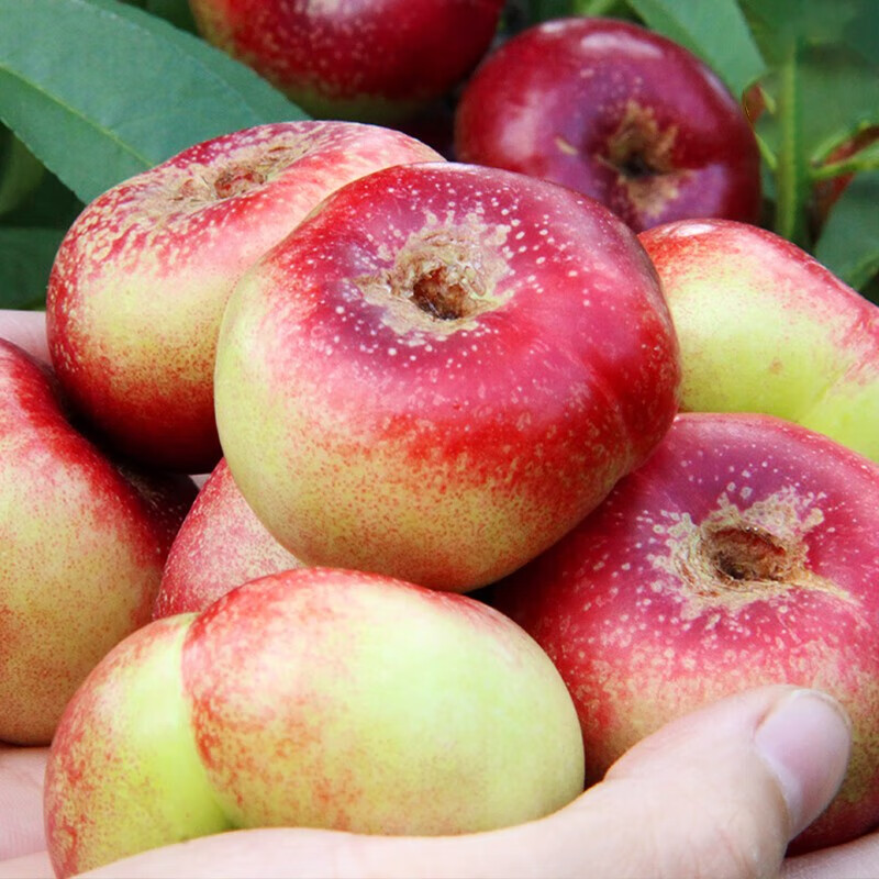 油蟠桃新鲜时令水果潘桃当季整箱盘桃扁桃子应季甜桃 净重 4斤主图