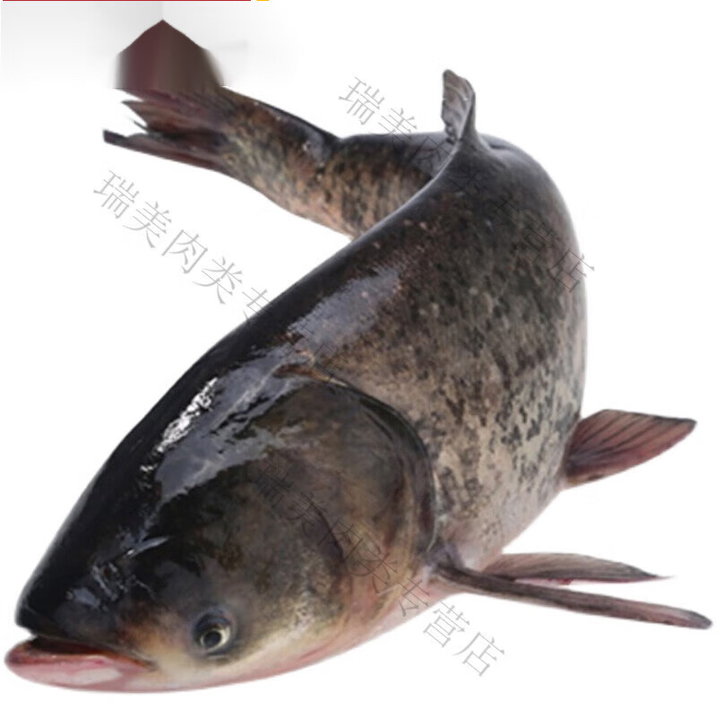 果亦橙胖头鱼花鲢熊鱼黑鲢大头鱼鱼头鱼尾新鲜鲜活现杀 胖头鱼4斤1条