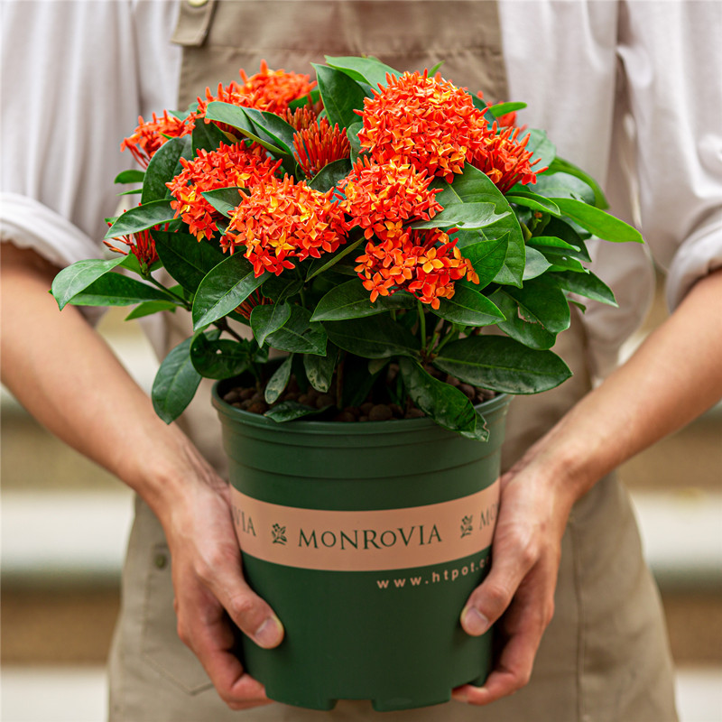 龙船花盆栽室外阳台花园植物好养老桩大盆花卉 龙船花盆栽 不含盆