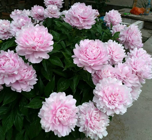 clcey芍药花苗重瓣带芽大根块开花多年生阳台庭院浓香观花盆栽耐寒v10