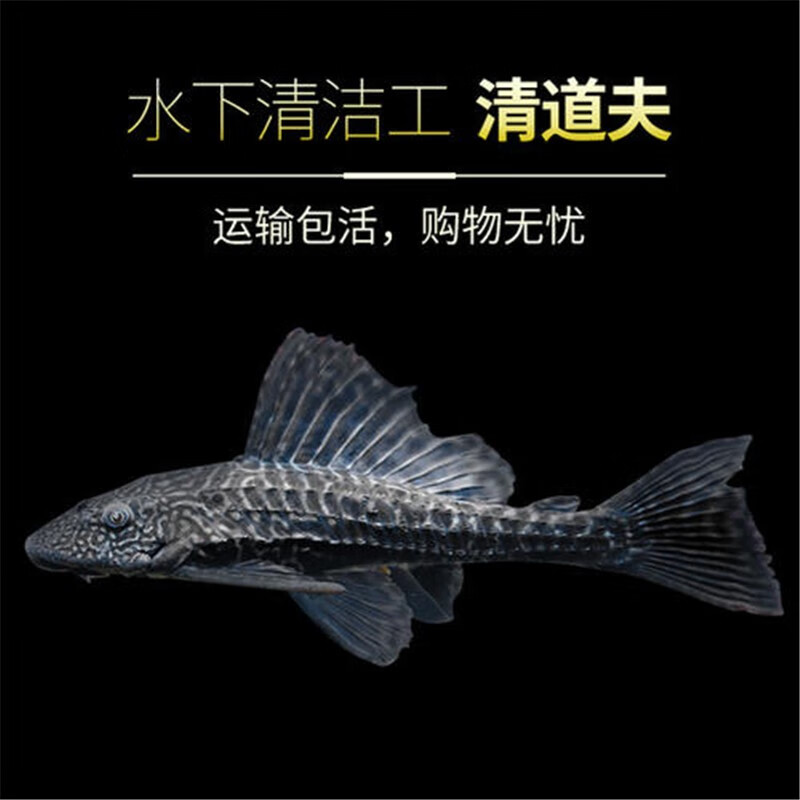 黑色清道夫鱼吃垃圾鱼清理鱼缸鱼异型底栖吃鱼粪便吃青苔热带观赏鱼报