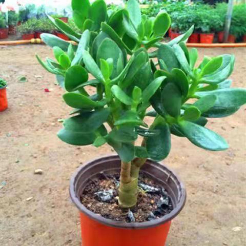 稀有品种玉树盆栽黄金花月紫叶玉树红边玉树多肉老桩植物 普通玉树5年