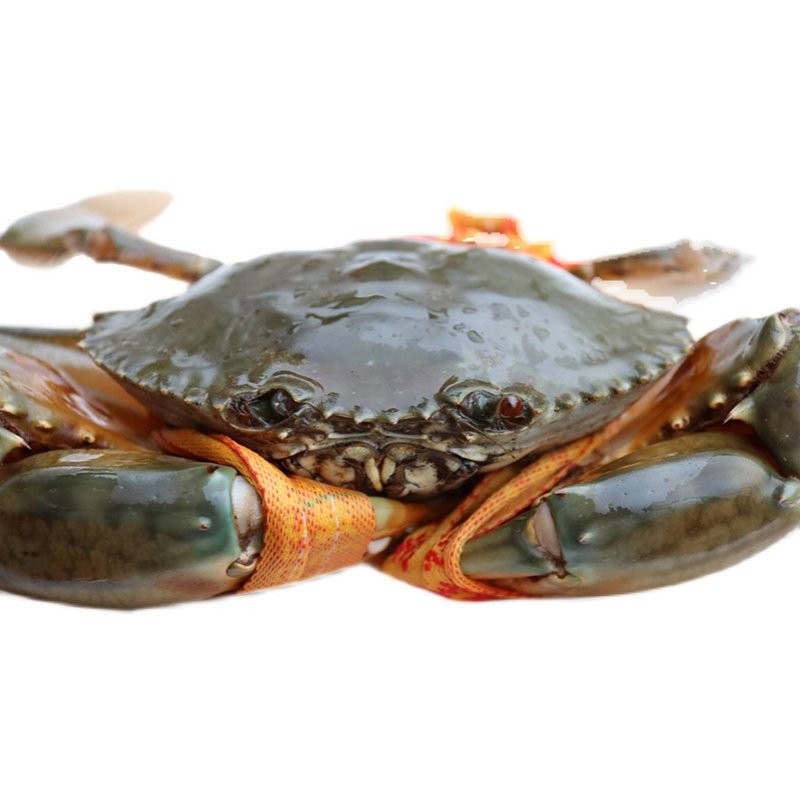 【活鲜】林中山 青蟹鲜活一斤一只大公蟹肉蟹 菜鲟海鲜水产螃蟹礼盒 2