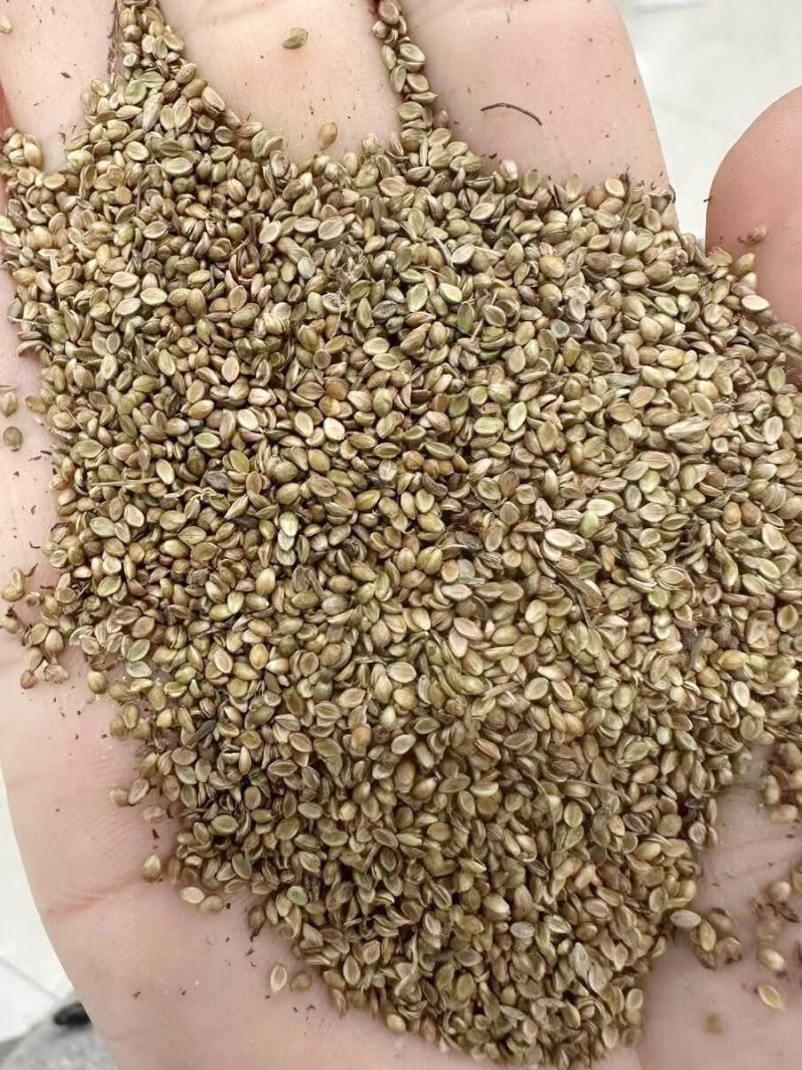 芗苒宽叶雀稗种子牧草种籽籽 宽叶雀稗种子一斤