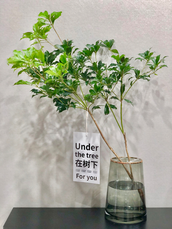 睿格达日本进口品质马醉木树吊钟鲜切水养枝条水培植物超大绿植室内