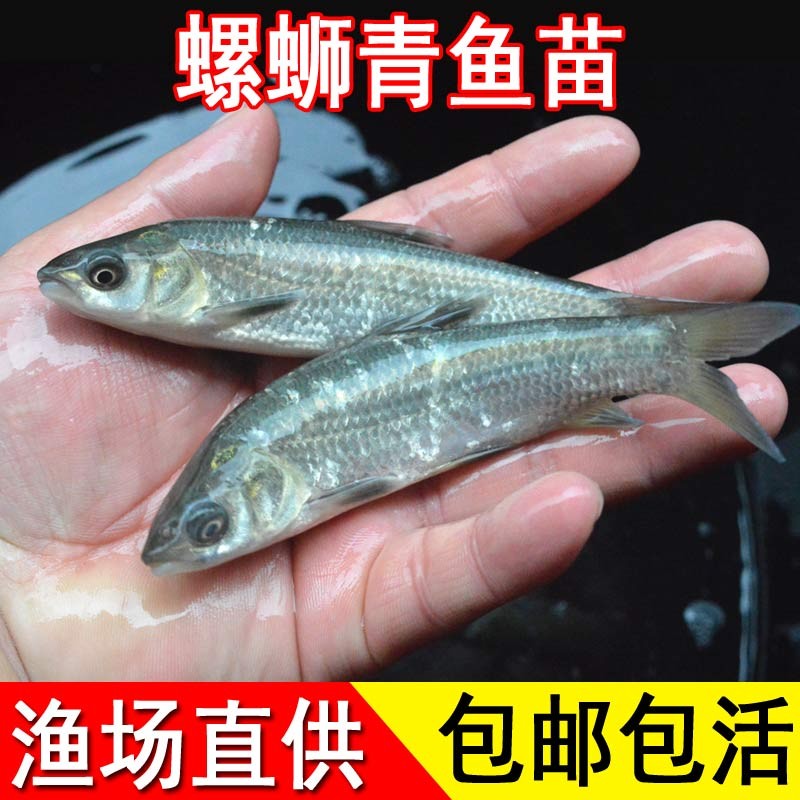 青鱼活大型淡水鱼塘养殖螺丝混黑鲩鱼缸观赏乌青鱼特大螺 5条4-6厘米