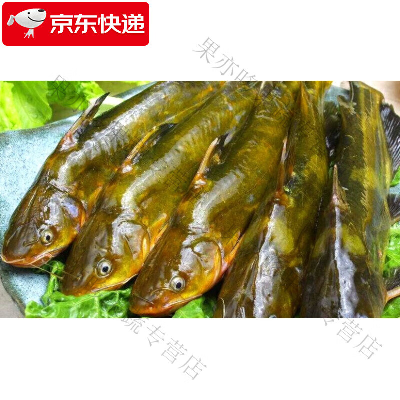 皓谦昂刺鱼新鲜淡水鱼昂刺鱼嘎鱼黄骨鱼黄颡鱼黄辣丁2000g鲜活现杀发 1000g