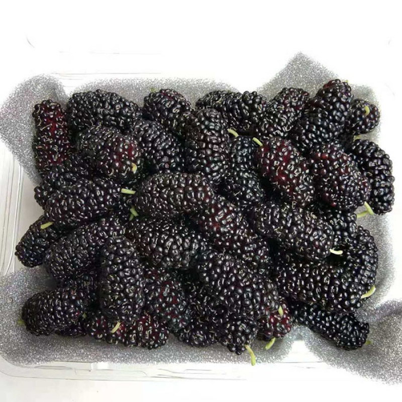 新鲜桑葚现发鲜桑椹果孕妇泡酒水果 精选桑葚8盒装生鲜送礼 2盒