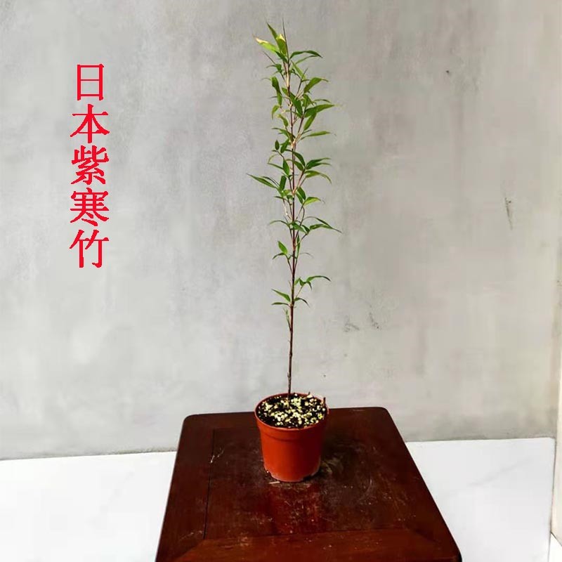 日本红寒竹朱竹红竹花叶寒竹绿植盆栽书房迷你桌面竹子有竹鞭绿植a0