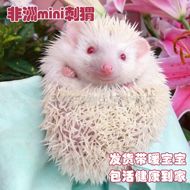smvp非洲迷你刺猬活物纯种无虫打过疫苗活体家养刺猬幼崽带笼子 白化
