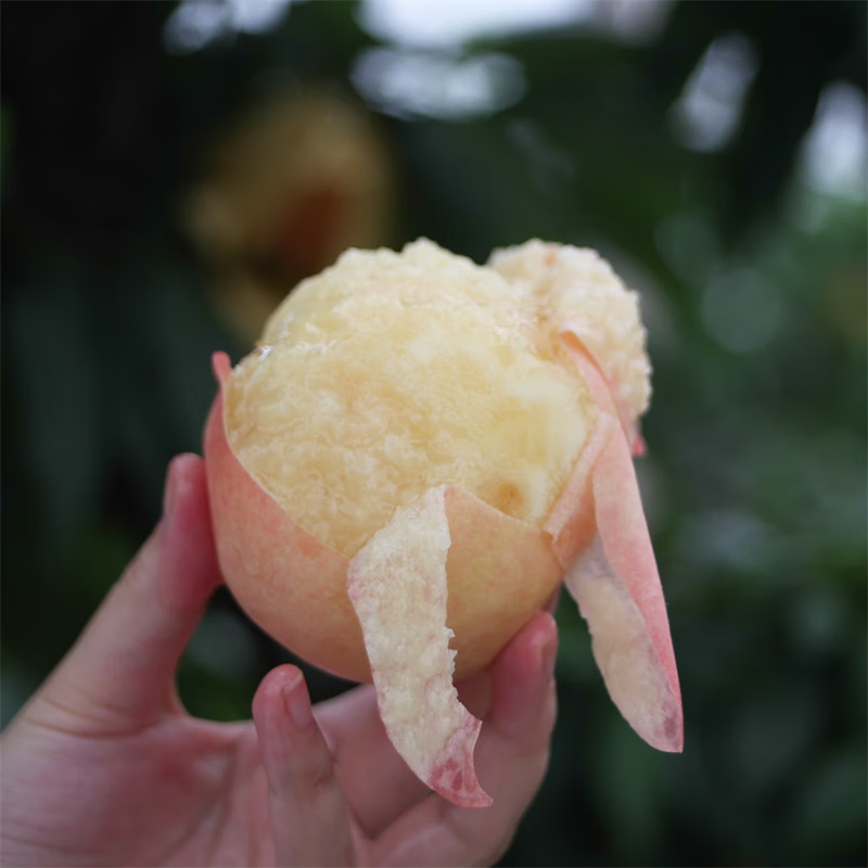 果园良种嫁接阳山水蜜桃树苗南方北方种植地栽庭院湖景蜜露果树苗 2年