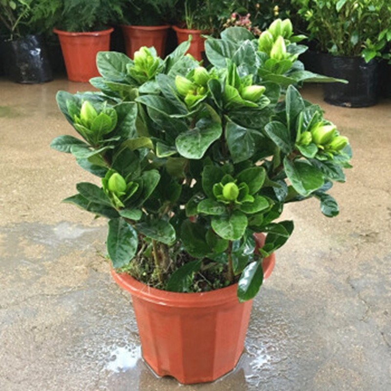 秋芊卉带花苞牡丹丛生浓香栀子花阳台室内盆栽花卉四季开花枝子花植物 牡丹大叶丛生栀子花中盆 树脂花盆栽好发货