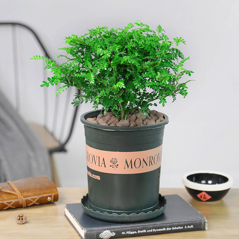 宅品清香木盆栽胡椒木盆栽驱蚊草植物室内正宗盆景老桩四季常青防蚊绿植好养2盆大苗包成活 不含盆 带盆 虎窝购 宅品清香木盆栽胡椒木盆栽驱蚊草植物室内正宗盆景老桩四季常青防蚊绿植好养2盆大苗包成活 不含盆 带盆 虎窝购