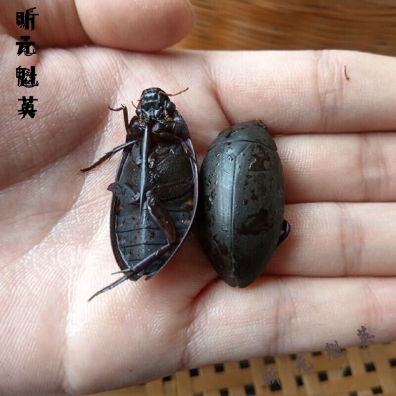 美朝福速冻黑龙虱濑尿龟新鲜速冻黑龙虱水蟑螂濑尿龟水龟鳖虫水耙子