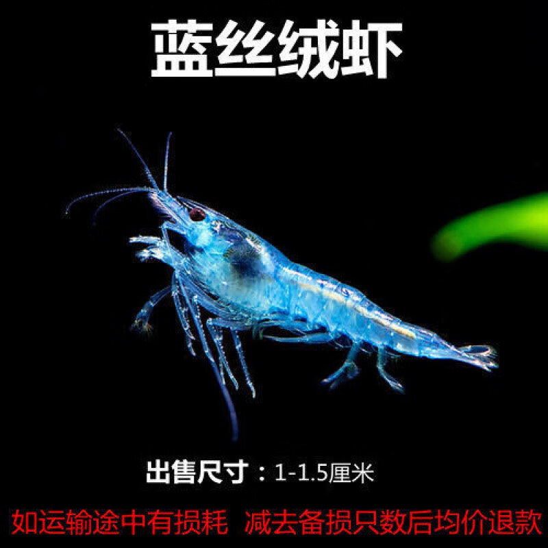 小虾兰色虾活体虾除藻虾蓝虾冷水虾观赏鱼虾观赏虾樱花虾蓝虾 蓝丝绒5