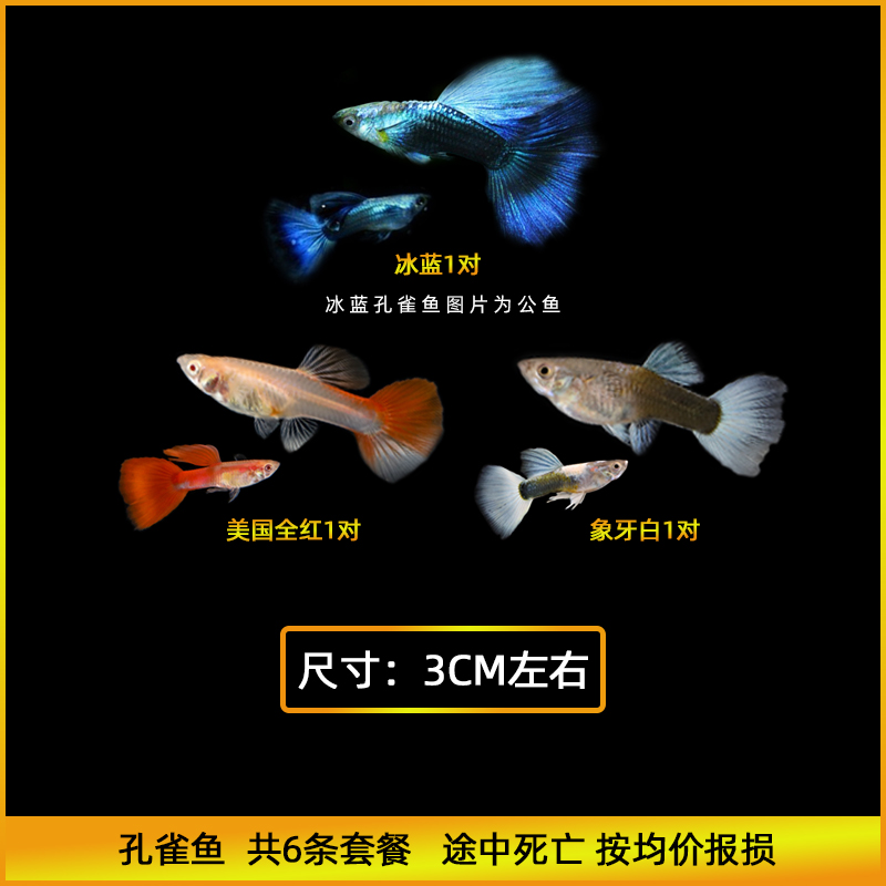 手机怎么看水族活体价格曲线|水族活体价格比较