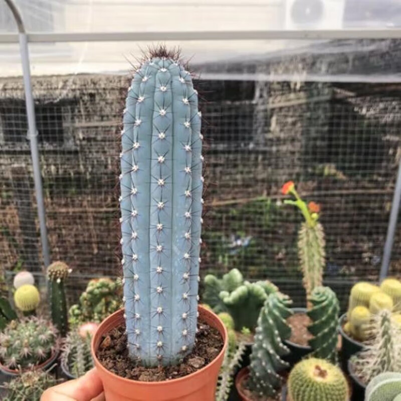 思取蓝棱柱仙人球蓝棱柱蓝色鸡腿柱现砍无根稀有品种大棚种植 标准