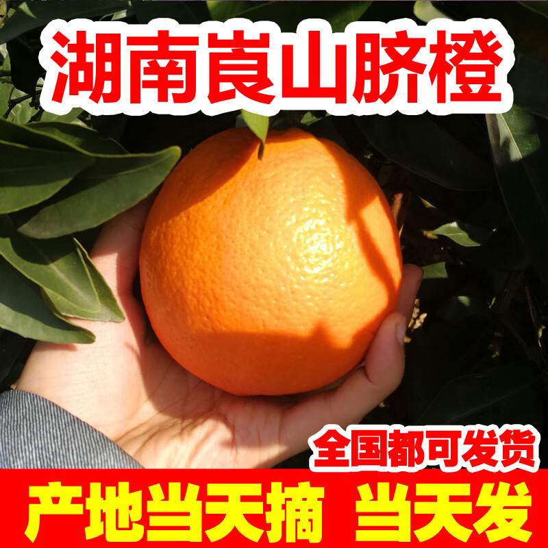 湖南新宁崀山脐橙当季新鲜水果大个橙子3/5手剥橙 10斤 70mm(含)-75mm(不含)