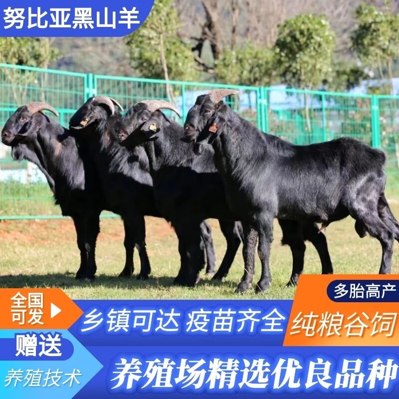 麦基乐纯种努比亚黑山羊活羊怀孕母羊小羊羔羊苗黑山羊种羊养殖