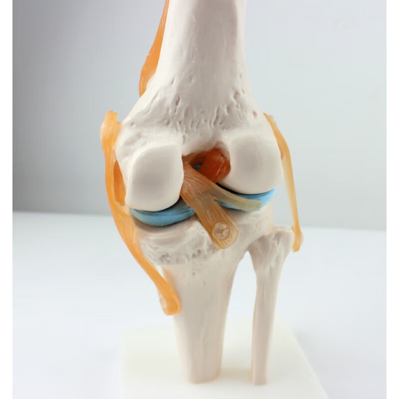医院款膝关节模型附韧带人体骨骼教学练习医用功能展示肩颈脊椎骨架骨科